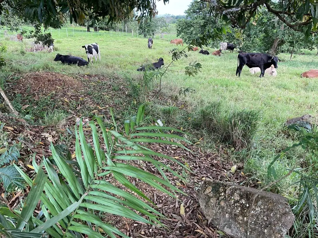 Finca de 893 tareas Ganaderas con vocación Agrícolas en Nagua Foto 7270761-3.jpg
