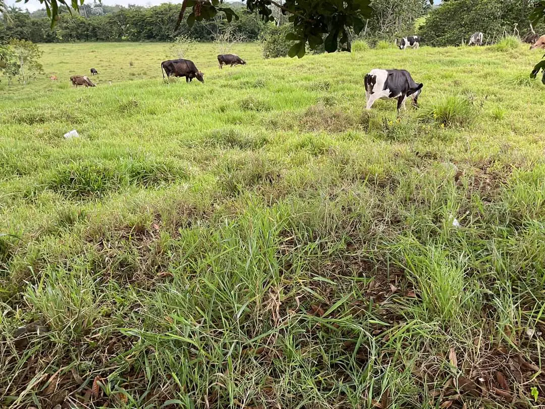 Finca de 893 tareas Ganaderas con vocación Agrícolas en Nagua Foto 7270761-4.jpg