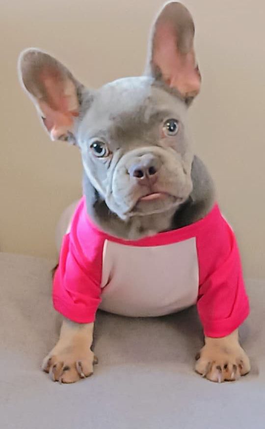 OFERTA CACHORRO BULLDOG FRANCES HEMBRA  CON PEDIGREE EN SANTO DOMINGO  Foto 7272011-1.jpg