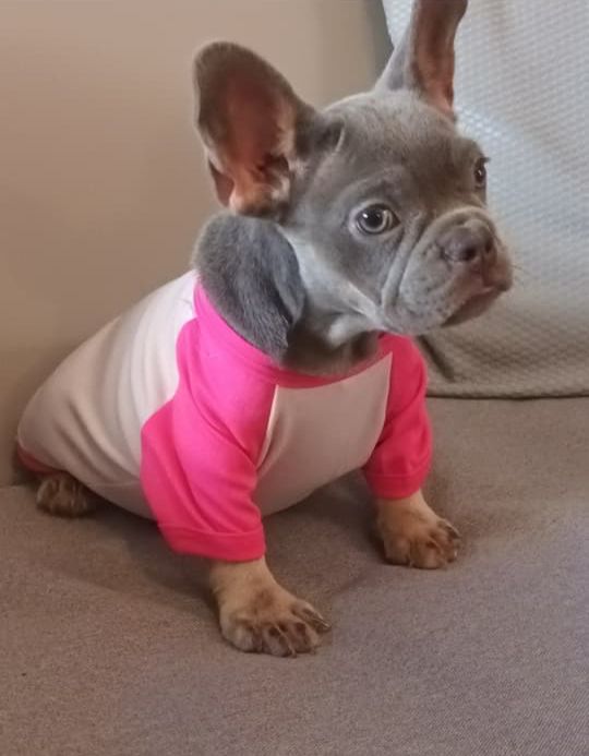OFERTA CACHORRO BULLDOG FRANCES HEMBRA  CON PEDIGREE EN SANTO DOMINGO  Foto 7272011-3.jpg