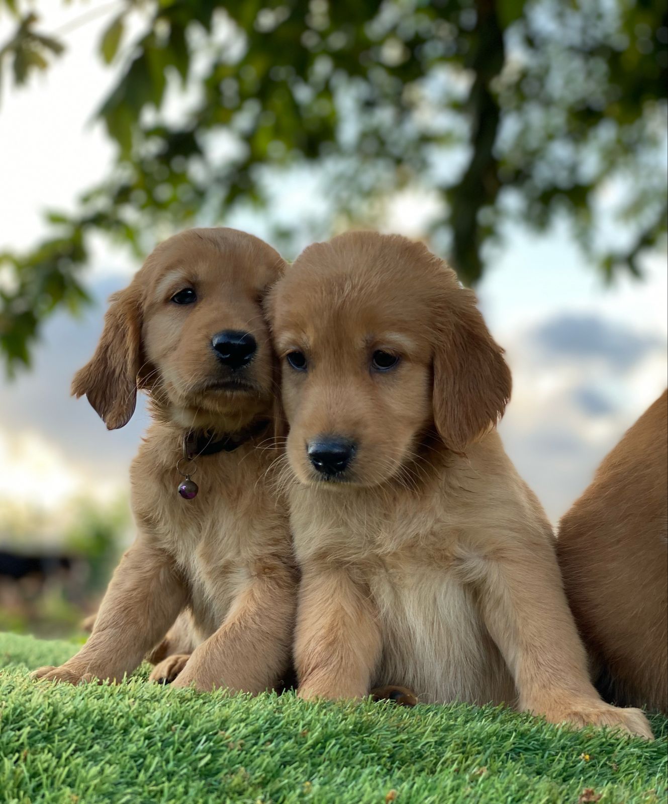 OFERTA CACHORRO GOLDEN RETRIEVER HEMBRA EN SANTO DOMINGO CON SU VACUNA Foto 7274906-1.jpg