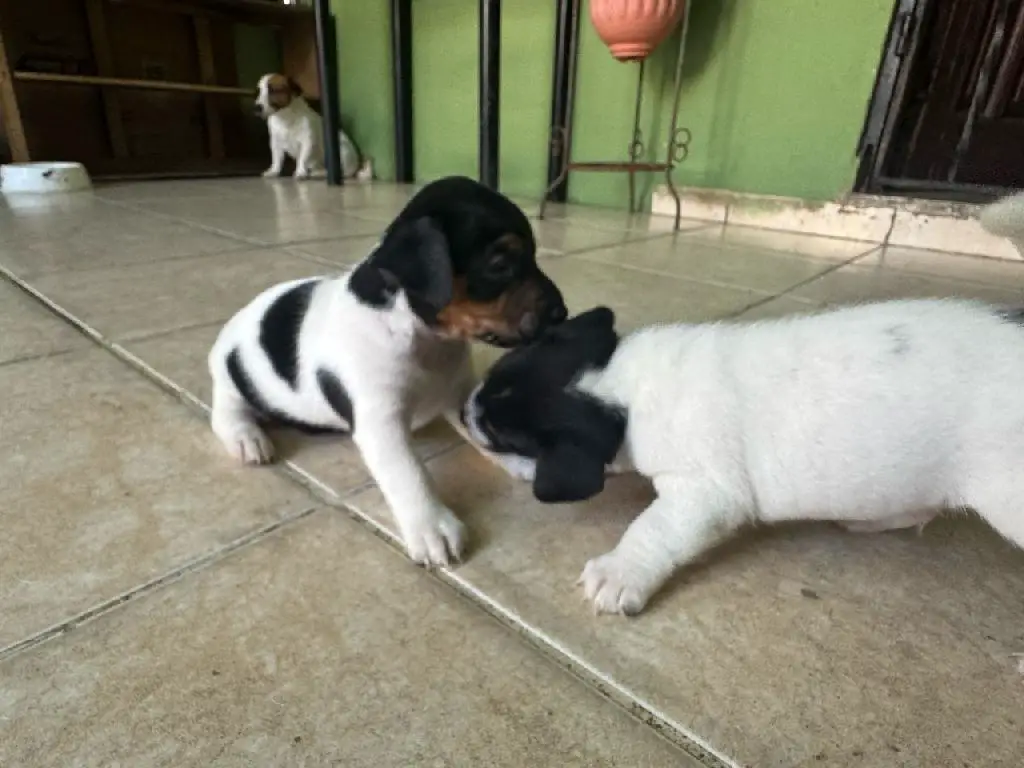 Jack Russell Terrier Foto 7275108-1.jpg
