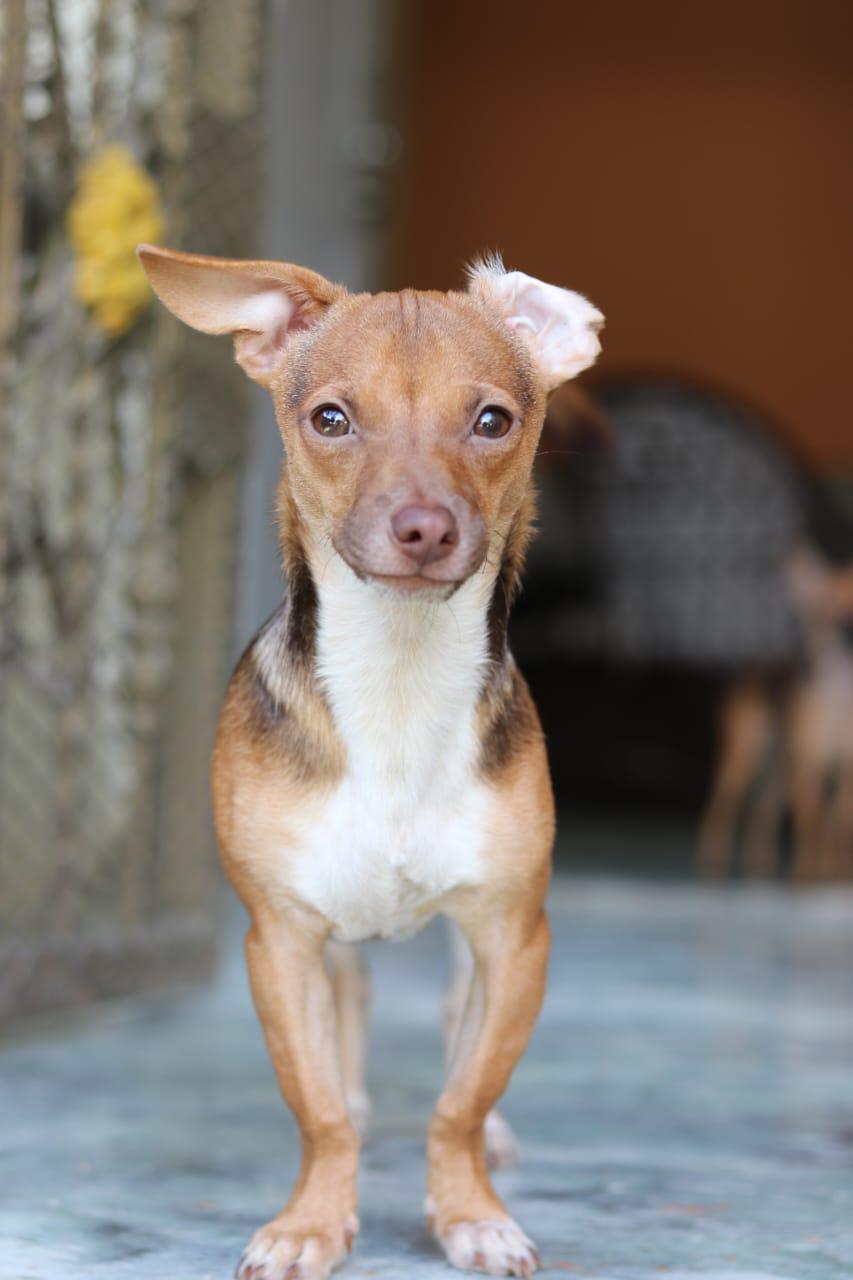 Adopcion de chihuahuas Foto 7275132-11.jpg