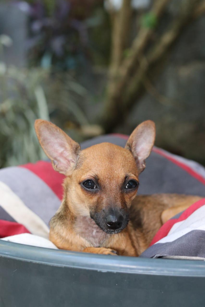 Adopcion de chihuahuas Foto 7275132-12.jpg