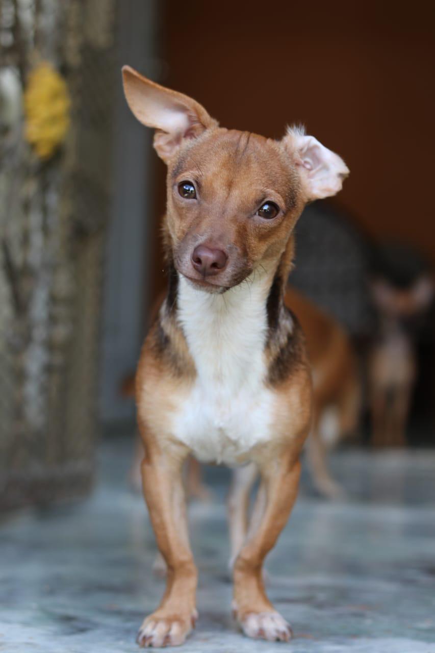 Adopcion de chihuahuas Foto 7275132-8.jpg