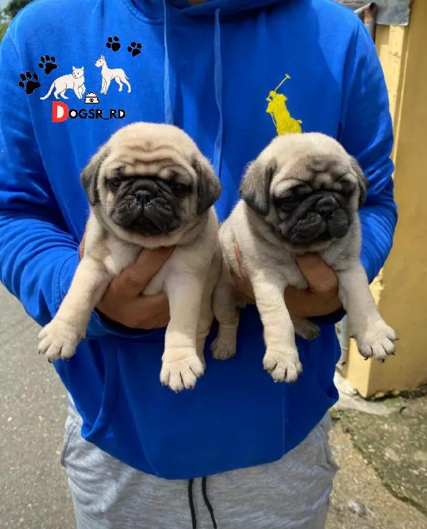 PUG Ambos Sexos  Foto 7275343-1.jpg