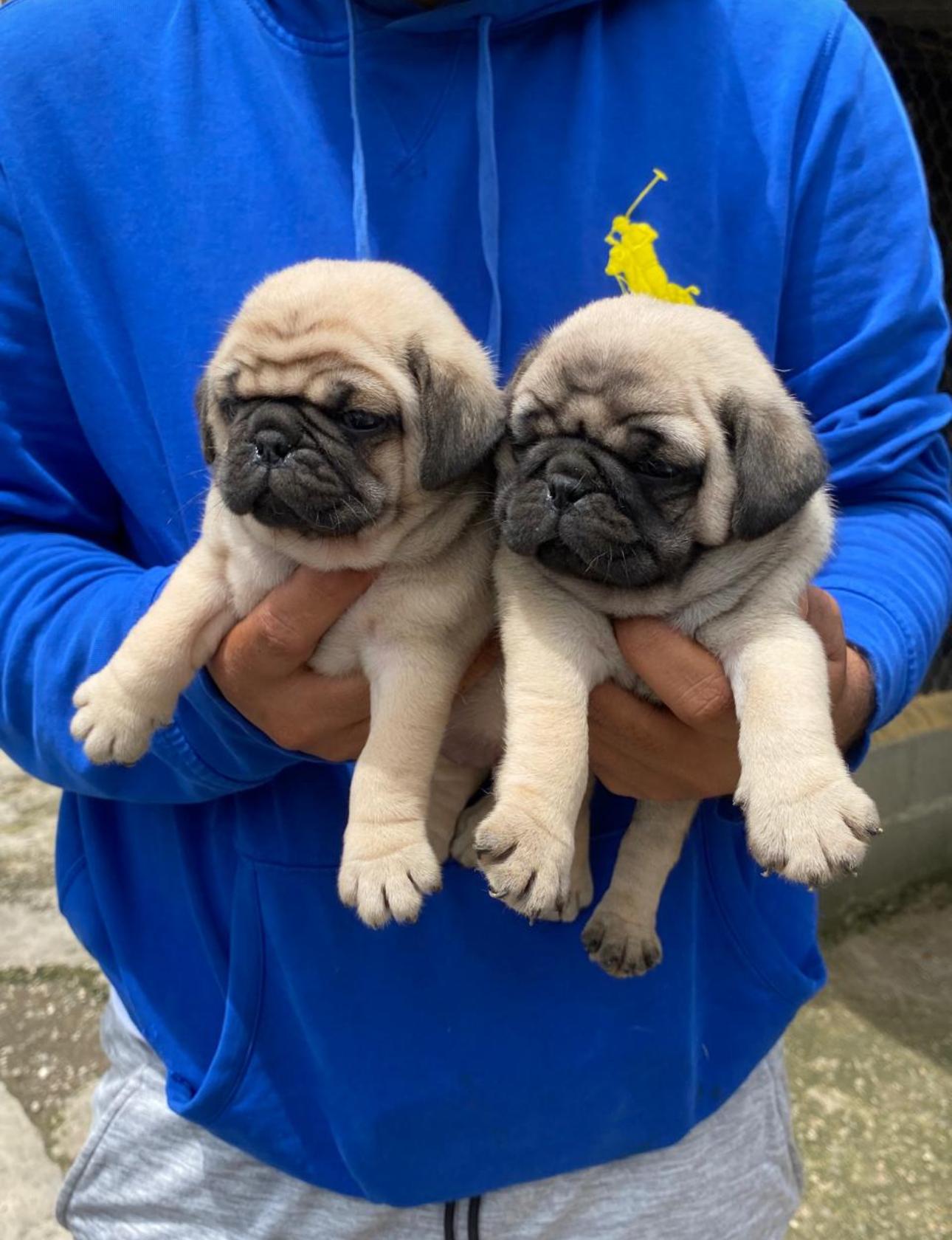 PUG Ambos Sexos  Foto 7275343-2.jpg