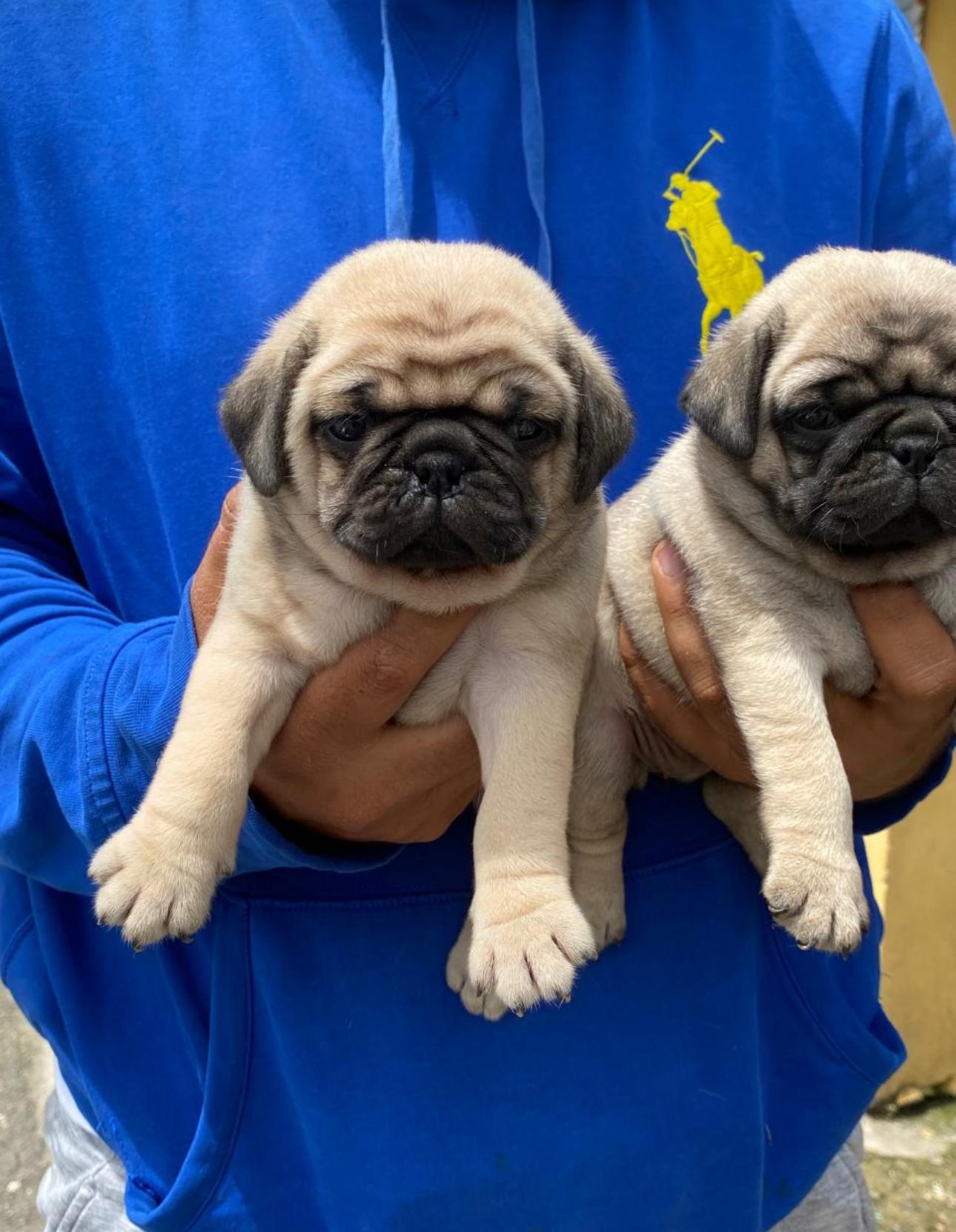 PUG Ambos Sexos  Foto 7275343-3.jpg