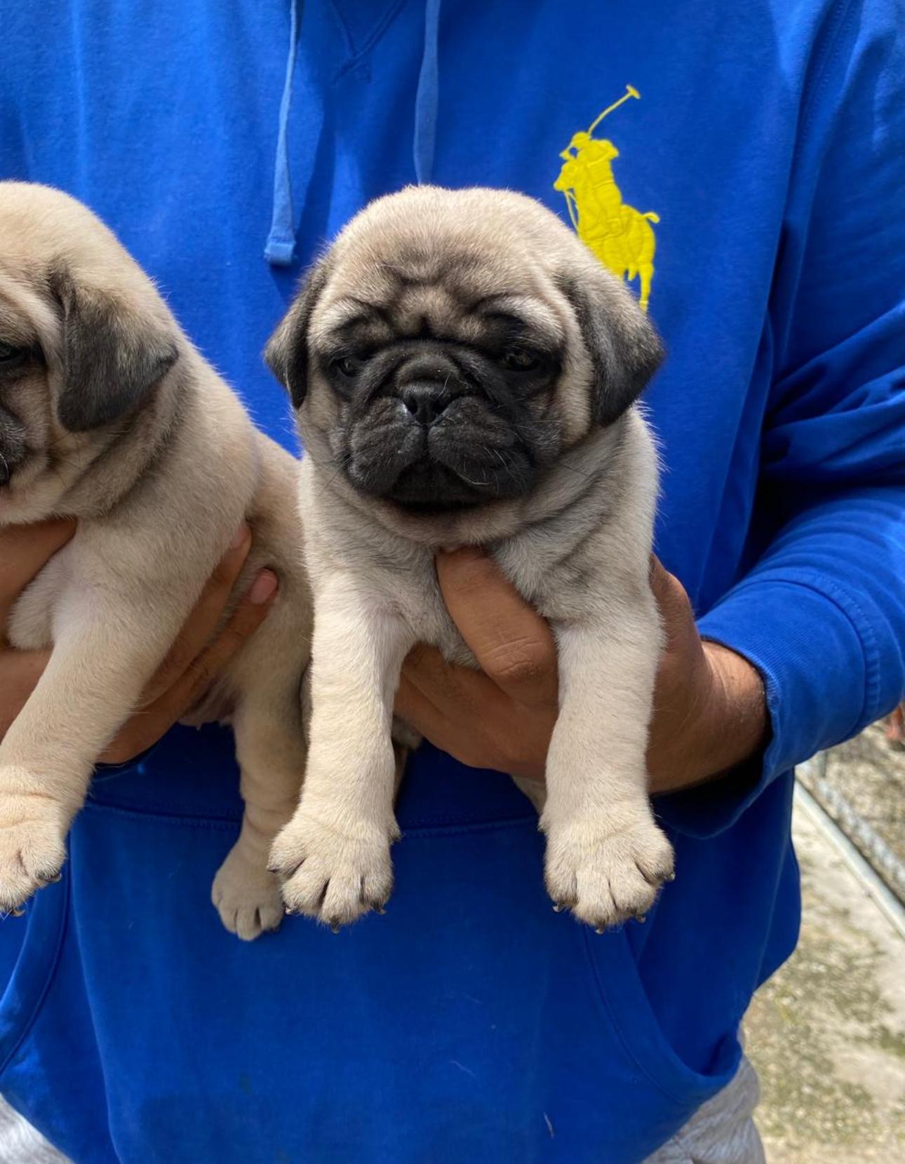 PUG Ambos Sexos  Foto 7275343-4.jpg