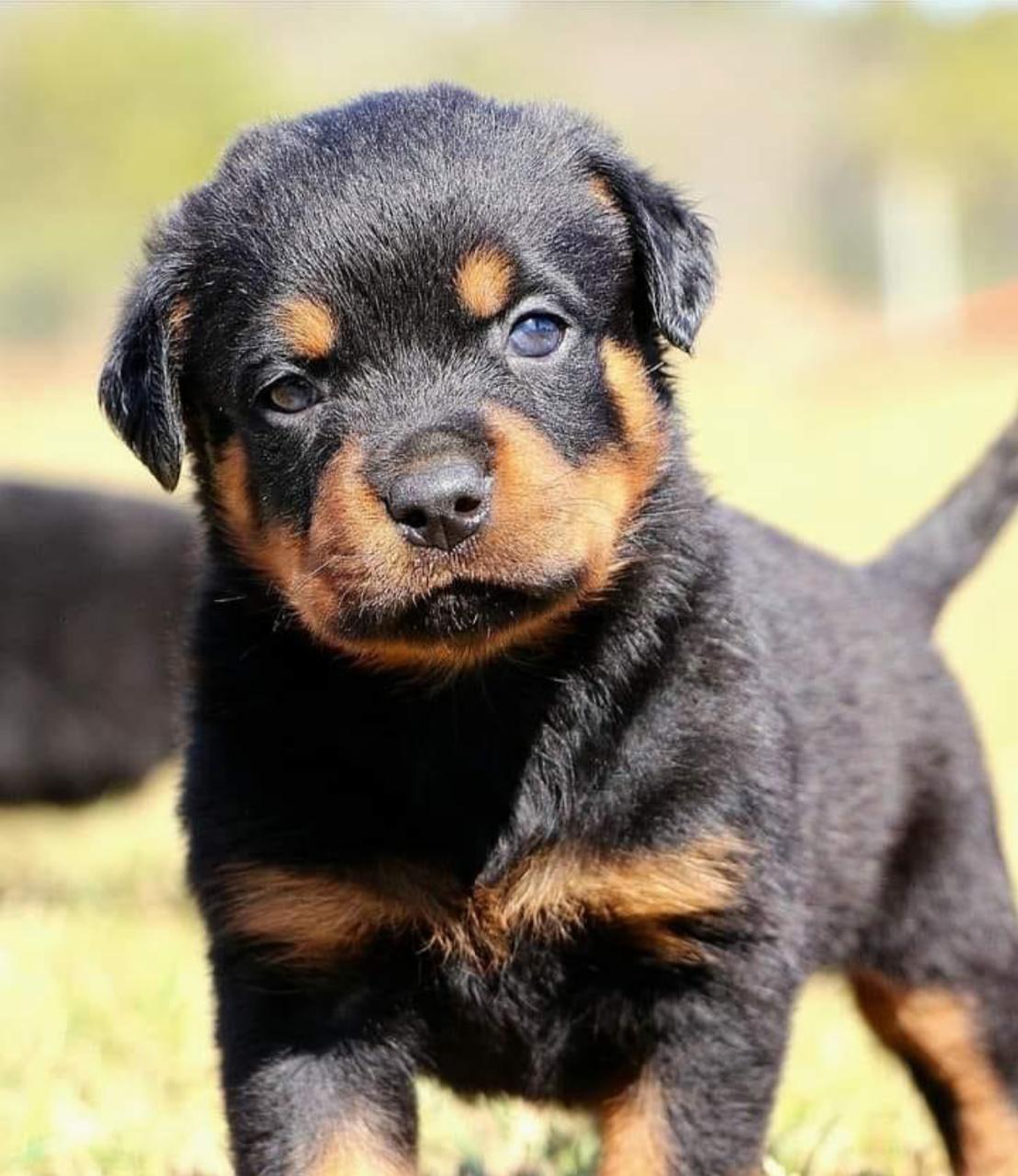 OFERTA CACHORRO ROTWEILER AMBOS SEXO EN SANTO DOMINGO VACUNA Foto 7275372-1.jpg
