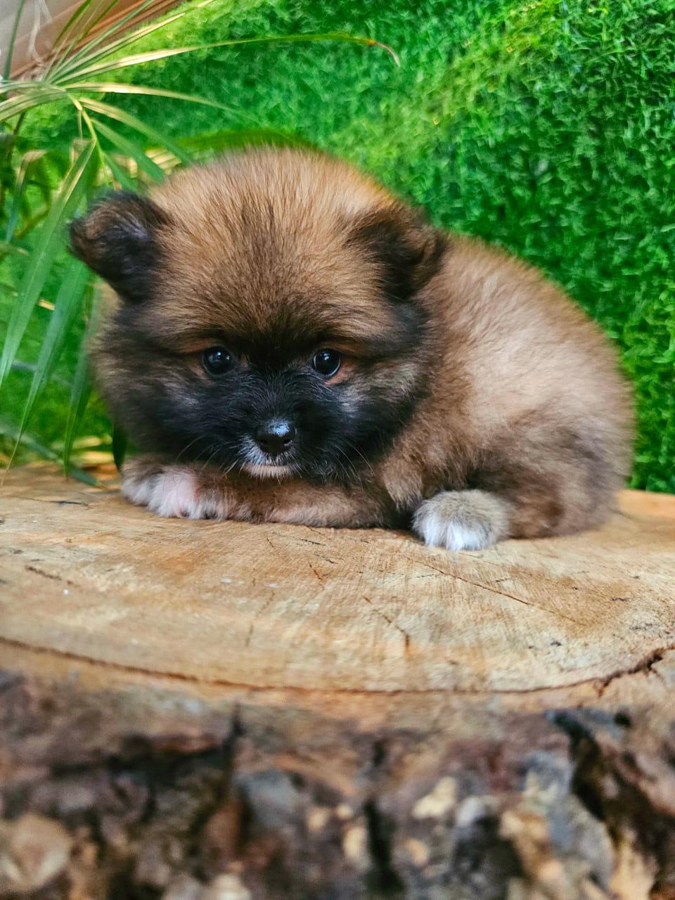 OFERTA CACHORRO POMERANIA MACHO EN SANTO DOMINGO CON SU VACUNAS AL DIA Foto 7275375-2.jpg