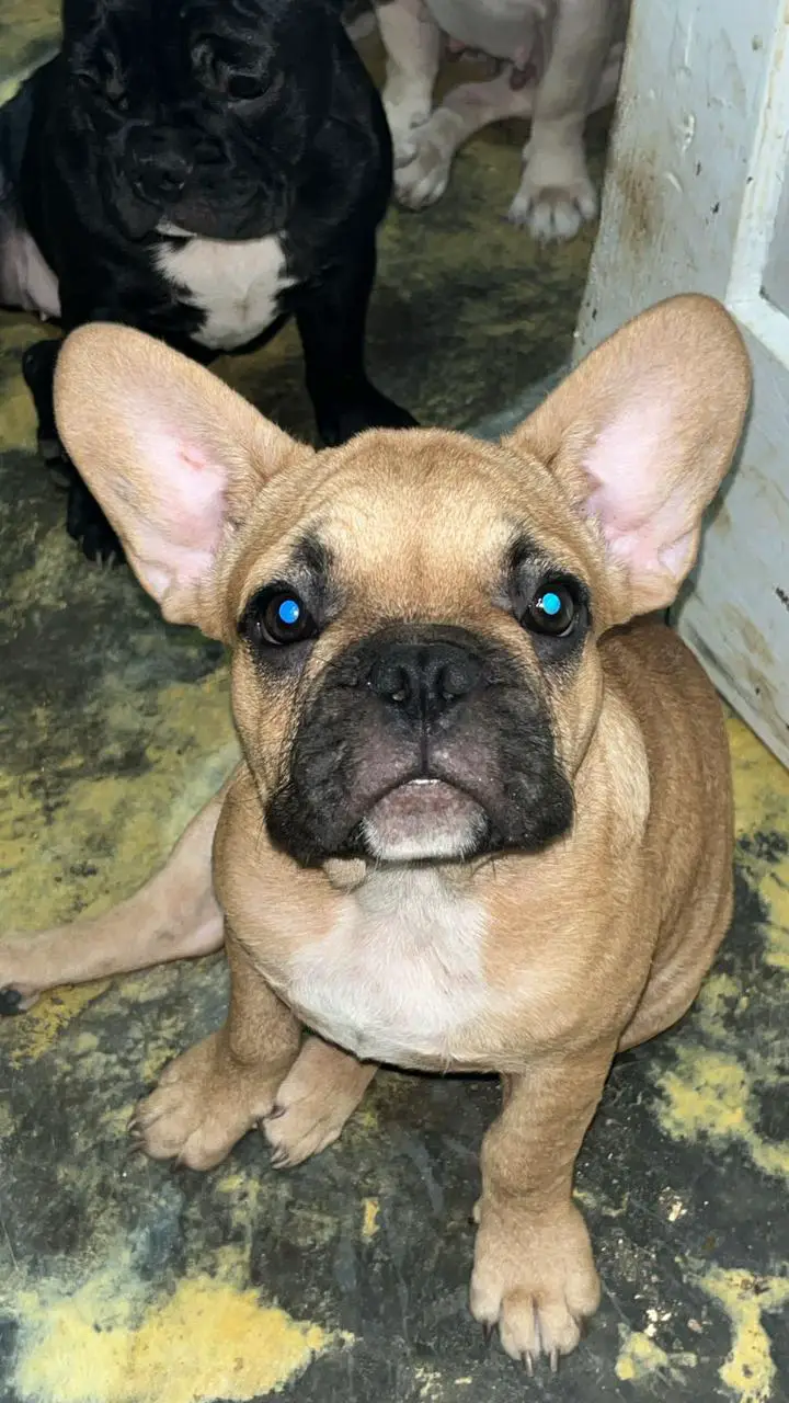 OFERTA CACHORRO BULLDOG FRANCES MACHO EN SANTO DOMINGO Y VACUNA AL DIA Foto 7275382-1.jpg