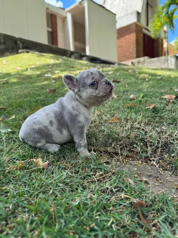OFERTA CACHORRO BULLDOG FRANCES MERLE MACHO UBICADO EN SANTO DOMINGO Foto 7275383-1.jpg