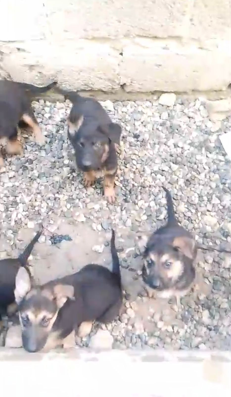 OFERTA CACHORRO PASTOR ALEMAN AMBOS SEXO EN SANTO DOMINGO Y VACUNADO Foto 7275386-1.jpg
