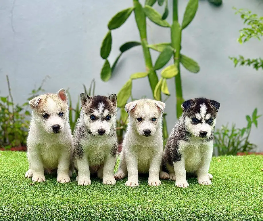 OFERTA CACHORRO HUSKY AMBOS SEXO SANTO DOMINGO Y VACUNADO Foto 7275792-1.jpg
