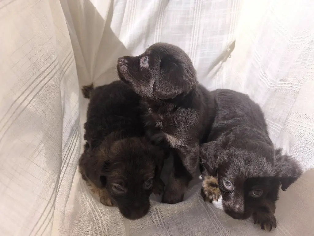 OFERTA CACHORRO CHIHUAHUA MARIPOSA AMBOS SEXO EN SANTO DOMINGO Y VACUN Foto 7275796-1.jpg