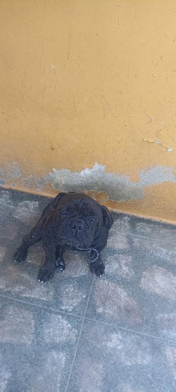 2 Bulldog frances por solo 23000 en San Pedro de Macorís Foto 7276036-1.jpg