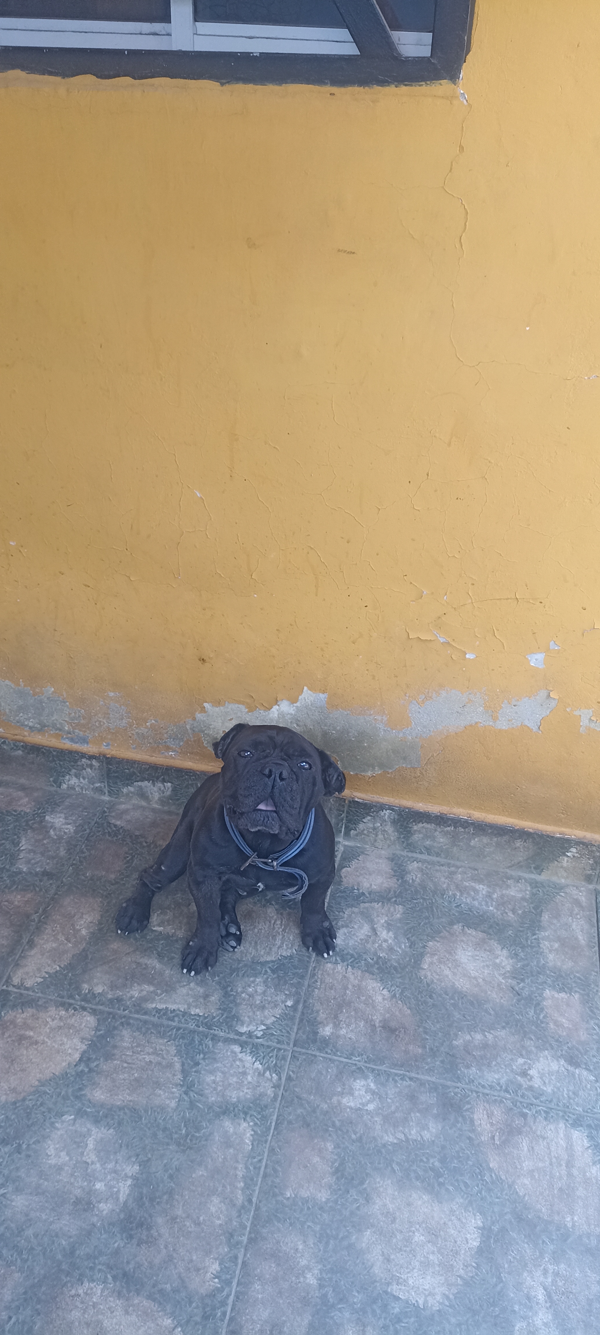 2 Bulldog frances por solo 23000 en San Pedro de Macorís Foto 7276036-3.jpg