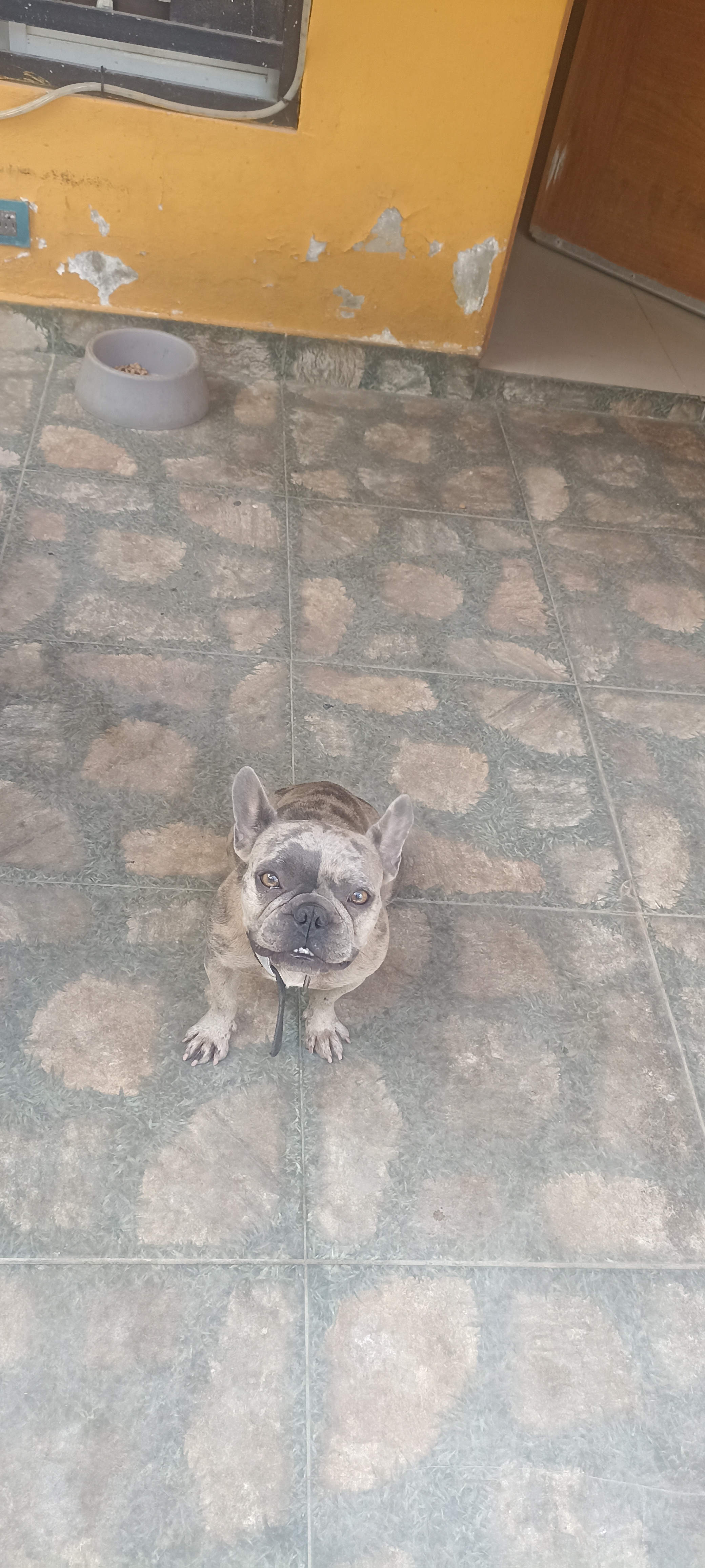 2 Bulldog frances por solo 23000 en San Pedro de Macorís Foto 7276036-5.jpg