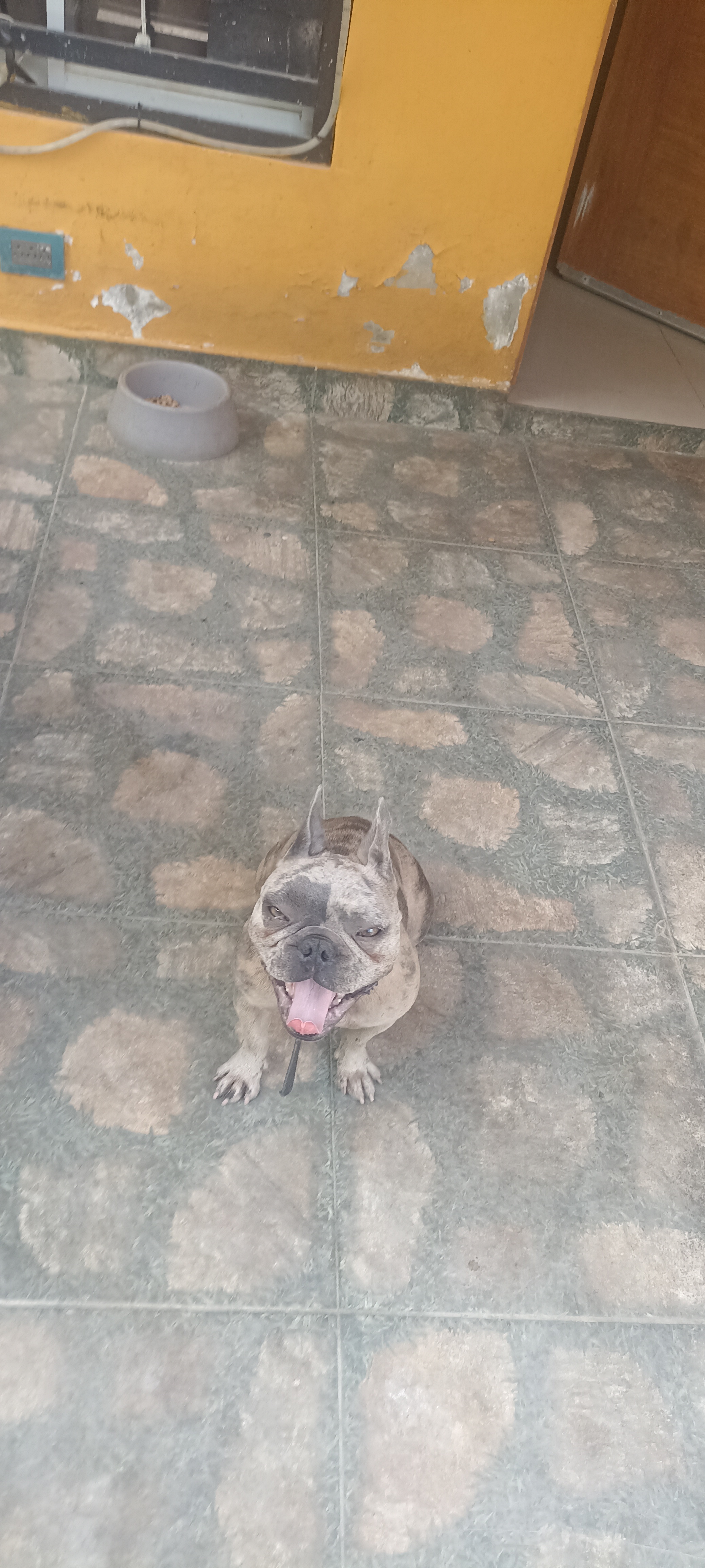 2 Bulldog frances por solo 23000 en San Pedro de Macorís Foto 7276036-6.jpg