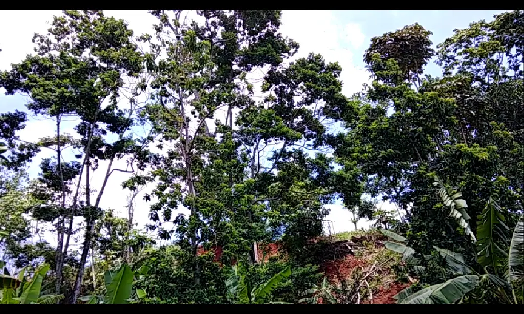 VENTA FINCA EN RINCON DE YUBOA BONAO Foto 7276039-3.jpg