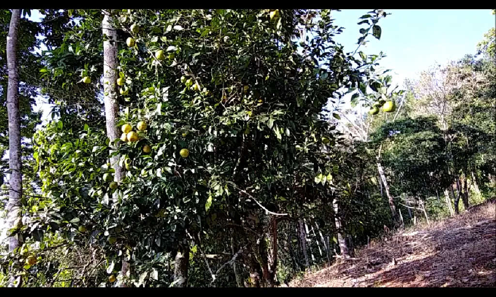 VENTA FINCA EN RINCON DE YUBOA BONAO Foto 7276039-4.jpg