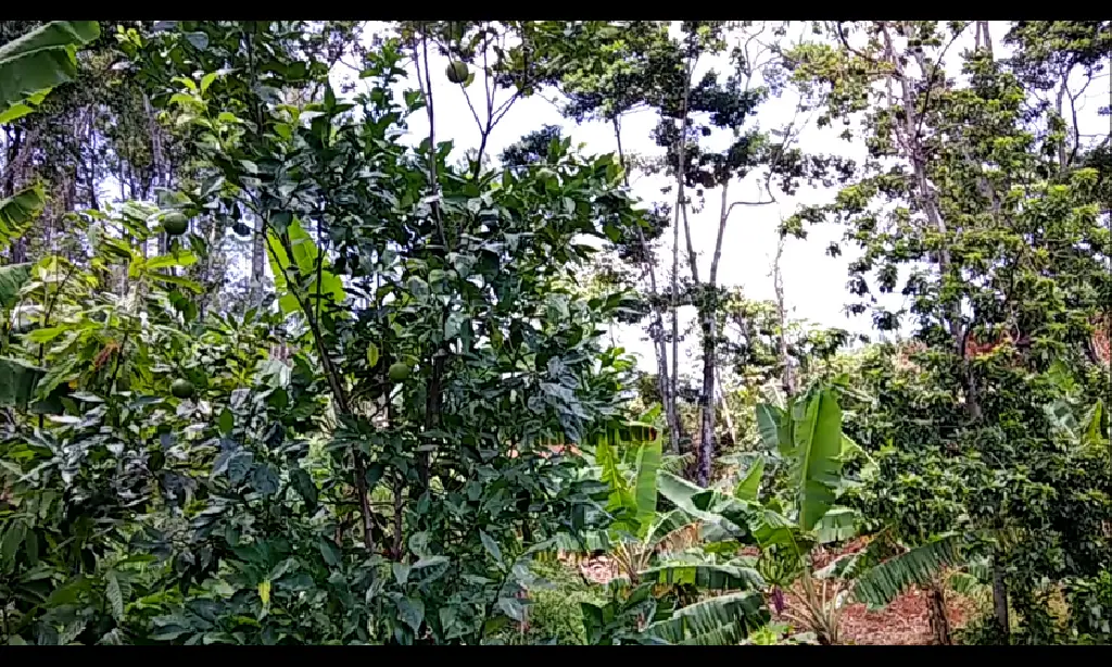 VENTA FINCA EN RINCON DE YUBOA BONAO Foto 7276039-5.jpg