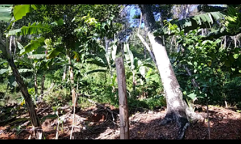 VENTA FINCA EN RINCON DE YUBOA BONAO Foto 7276039-8.jpg