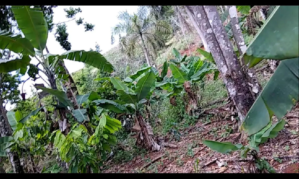 VENTA FINCA EN RINCON DE YUBOA BONAO Foto 7276039-9.jpg