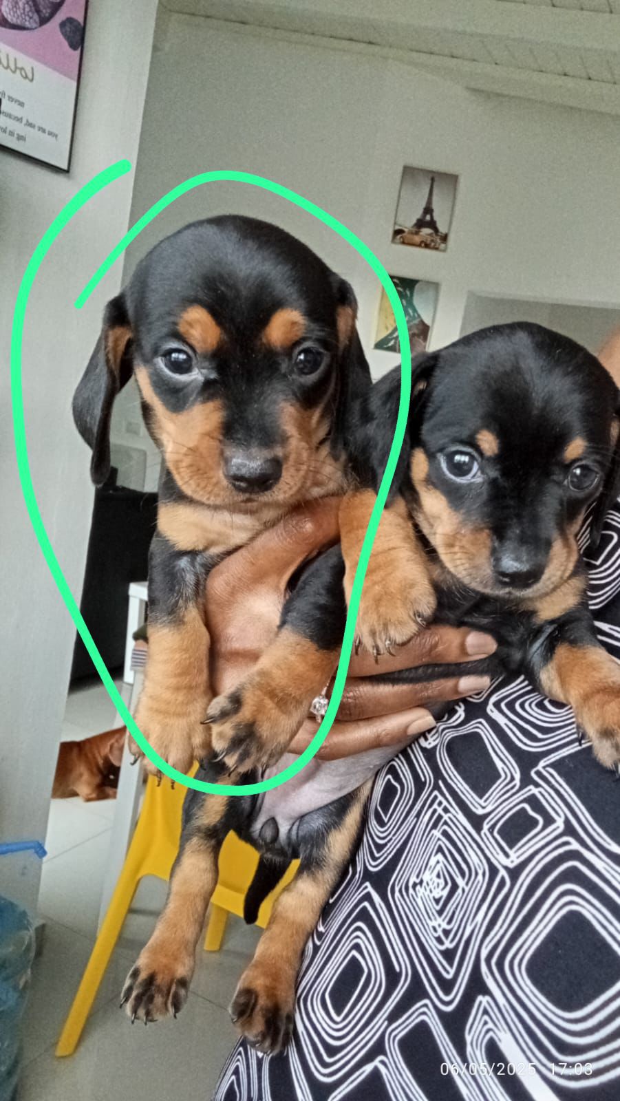 OFERTA CACHORRO SALCHICHA MACHO EN SANTO DOMINGO CON SU VACUNA AL DIA Foto 7276116-1.jpg
