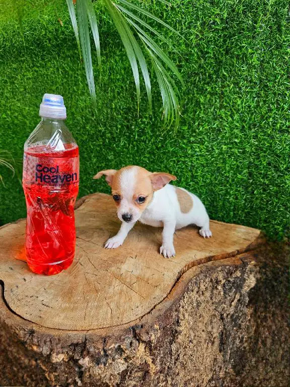 OFERTA CACHORRO CHIHUAHUA MACHO EN SANTO DOMINGO VACUNA AL DIA Foto 7276120-1.jpg