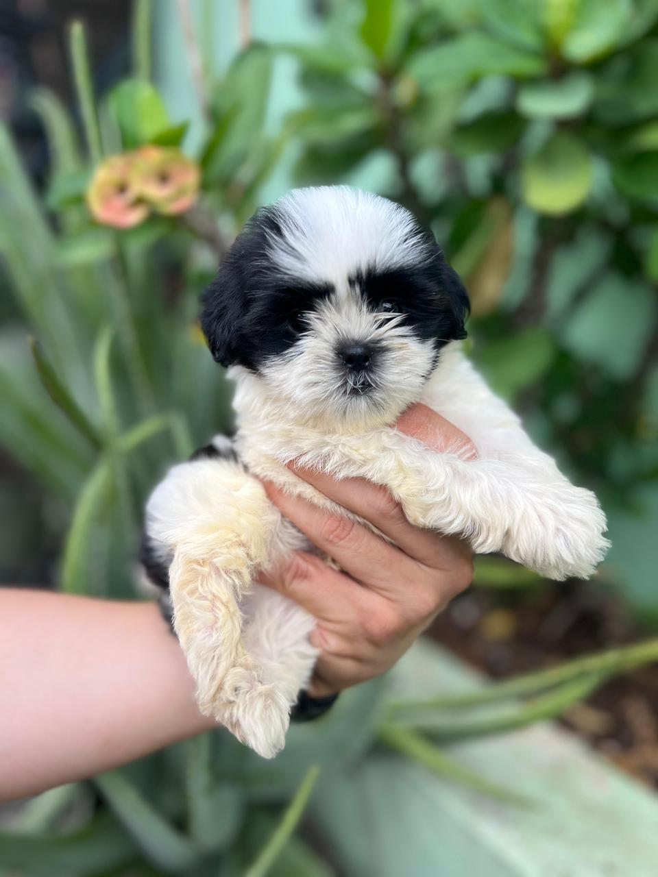 OFERTA CACHORRO SHIH TZU HEMBRA EN SANTO DOMINGO Y VACUNA AL DIA  Foto 7276122-1.jpg