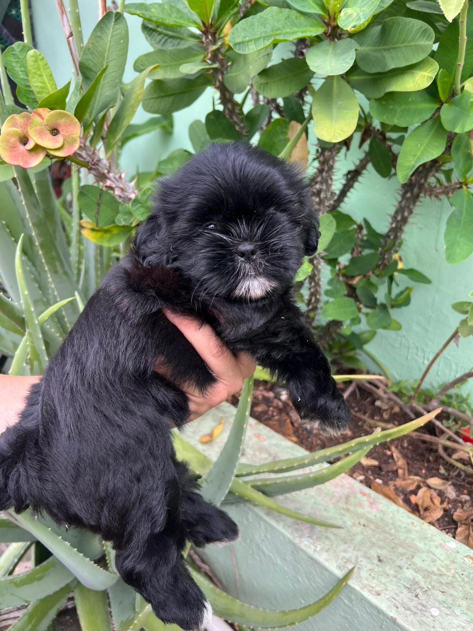 OFERTA CACHORRO SHIH TZU HEMBRA EN SANTO DOMINGO Y VACUNA AL DIA  Foto 7276122-2.jpg