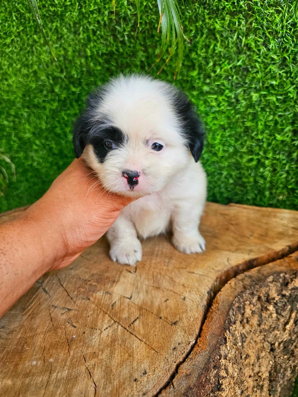 OFERTA CACHORRO SHIPOO AMBOS SEXO EN SANTO DOMINGO Y VACUNA AL DIA Foto 7276125-2.jpg