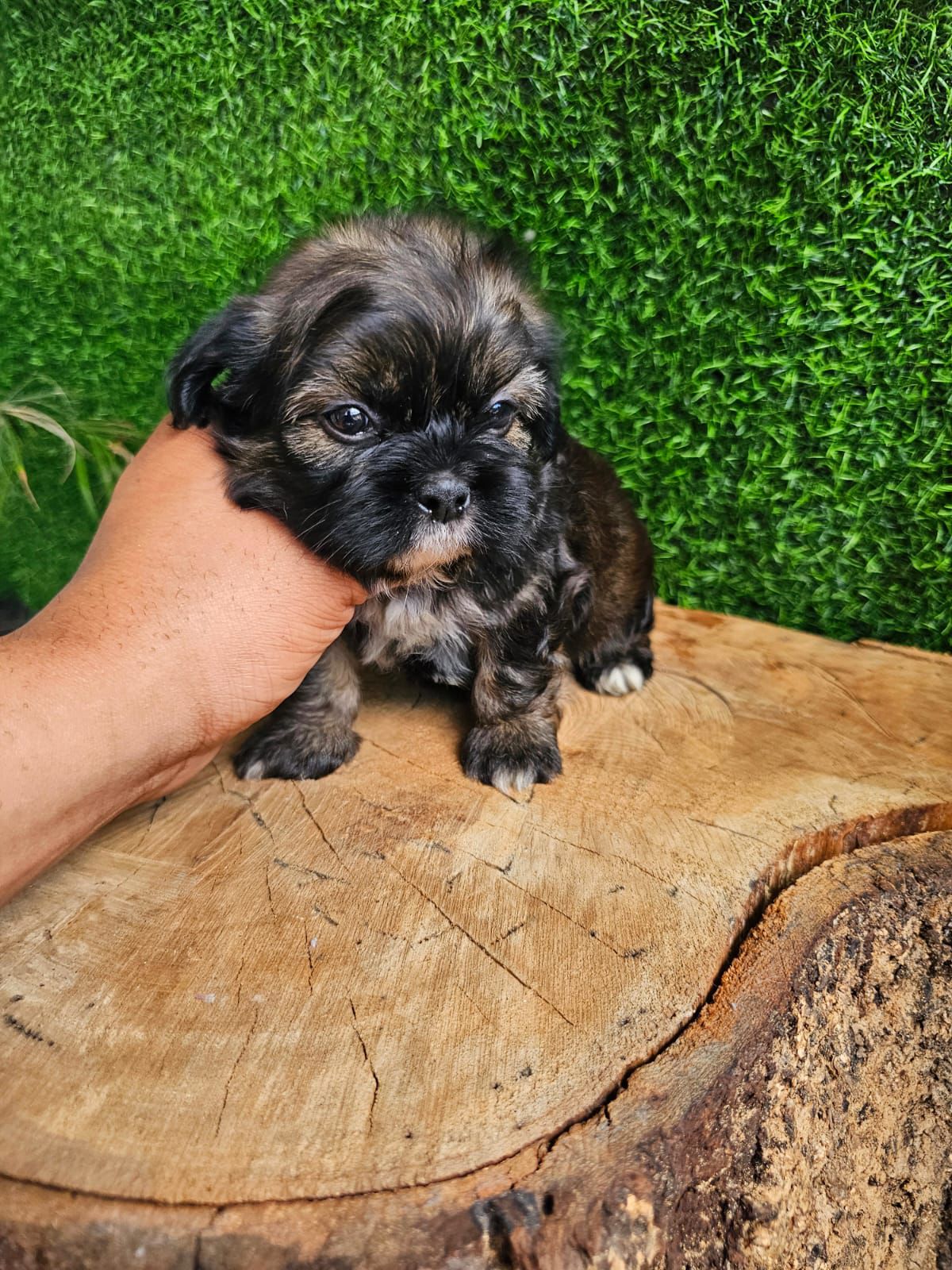 OFERTA CACHORRO SHIPOO AMBOS SEXO EN SANTO DOMINGO Y VACUNA AL DIA Foto 7276125-3.jpg