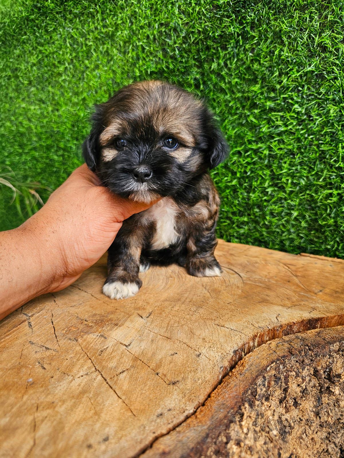 OFERTA CACHORRO SHIPOO AMBOS SEXO EN SANTO DOMINGO Y VACUNA AL DIA Foto 7276125-4.jpg