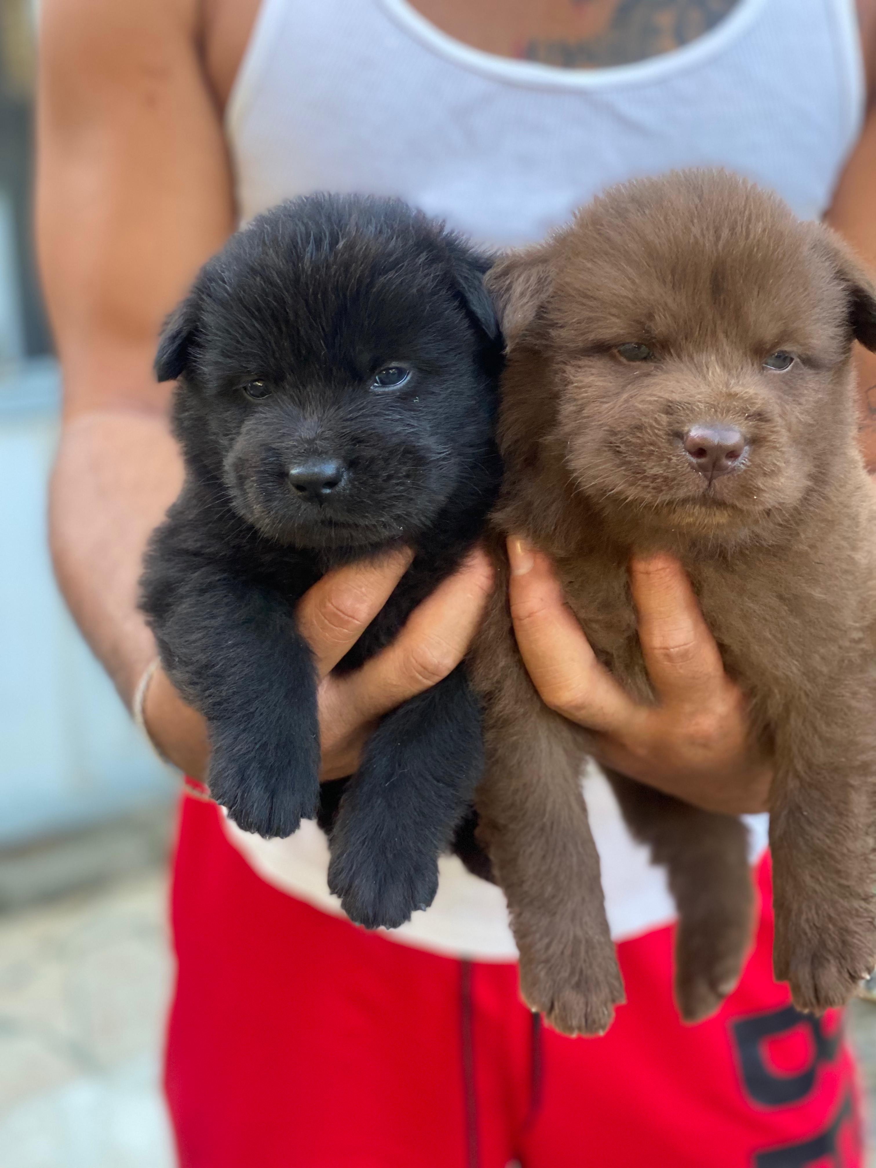 Chow chow Ambos Sexos  Foto 7276135-2.jpg