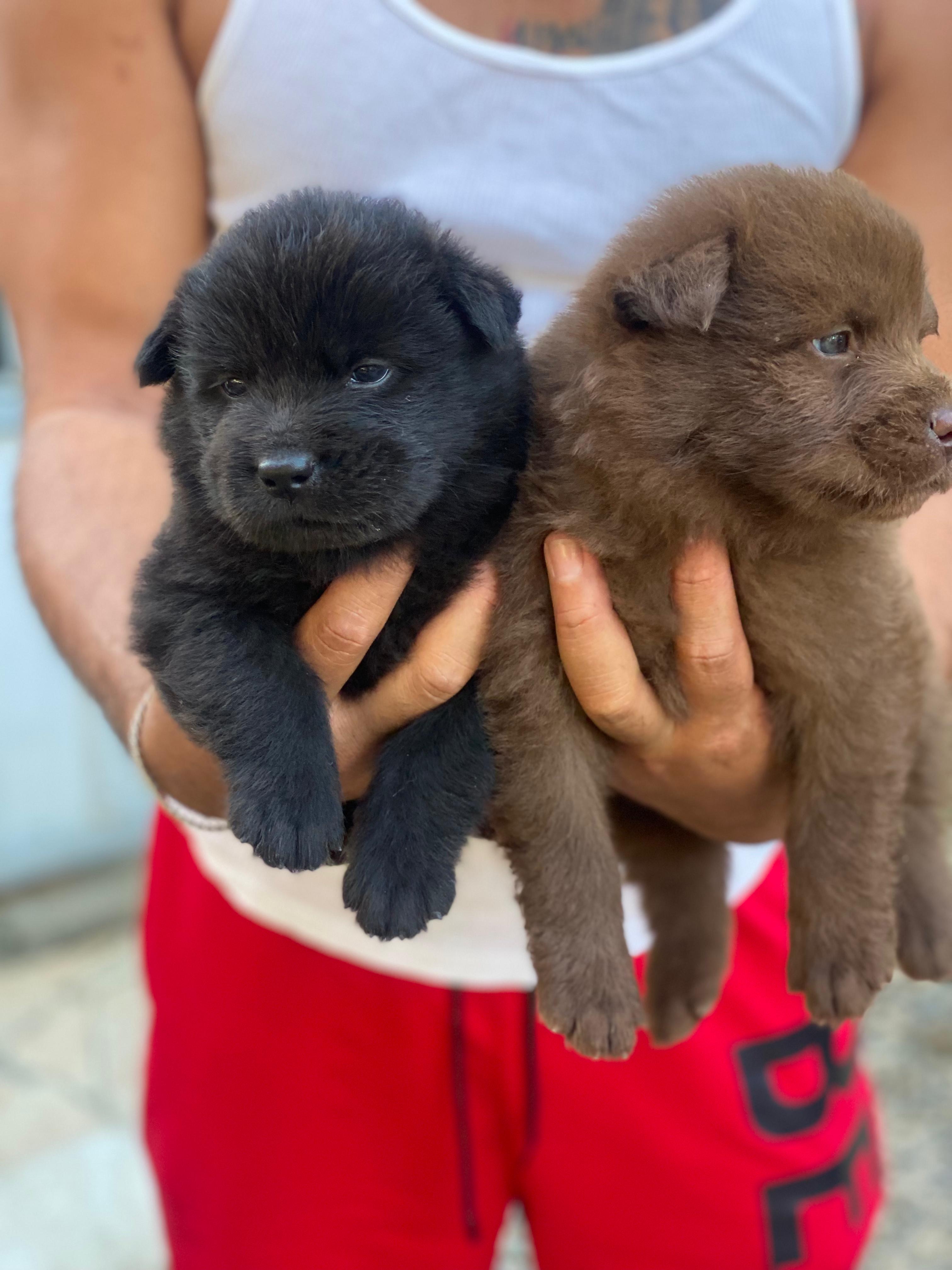 Chow chow Ambos Sexos  Foto 7276135-3.jpg