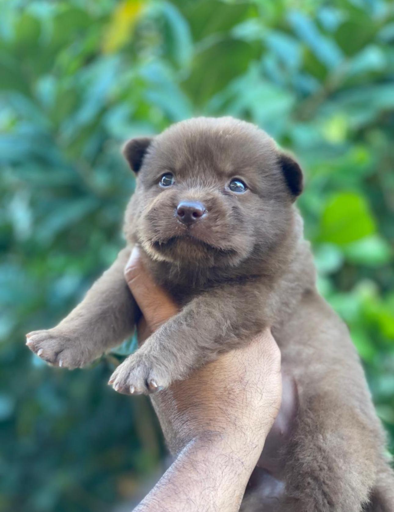 Chow chow Ambos Sexos  Foto 7276135-4.jpg