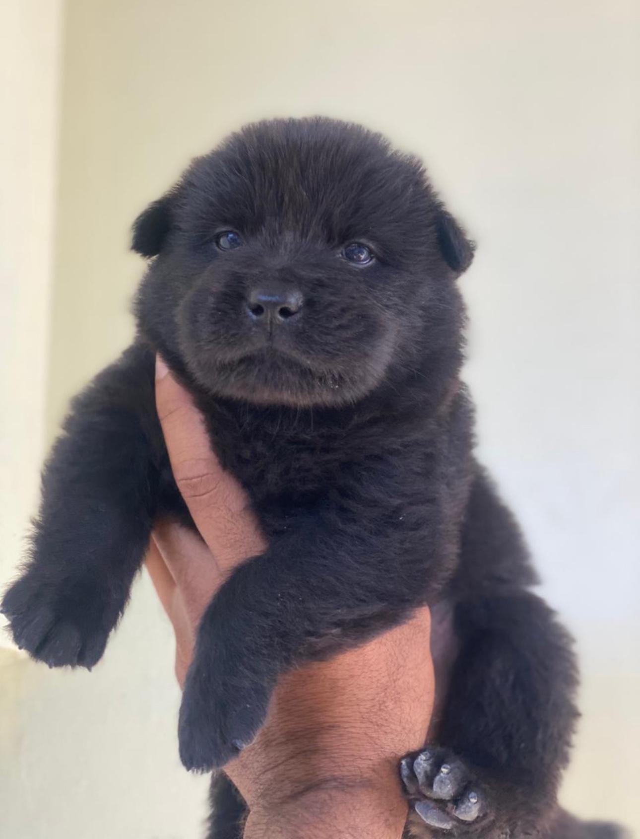 Chow chow Ambos Sexos  Foto 7276135-5.jpg