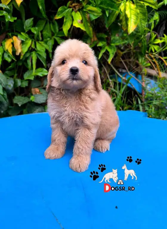 Goldendoodle Ambos Sexos  Foto 7276756-1.jpg