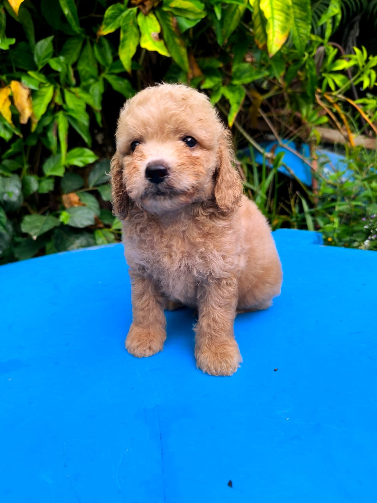 Goldendoodle Ambos Sexos  Foto 7276756-2.jpg