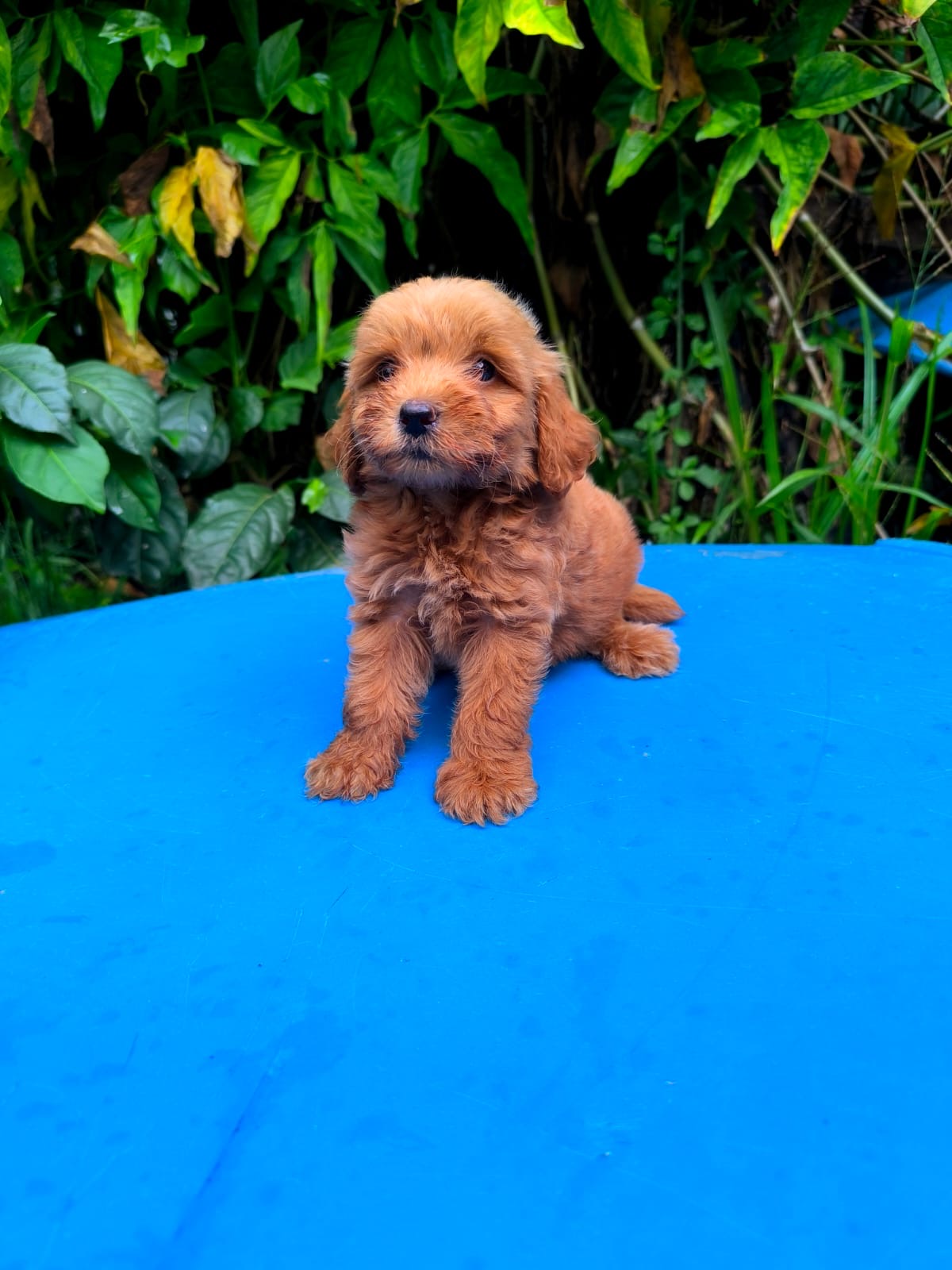 Goldendoodle Ambos Sexos  Foto 7276756-3.jpg