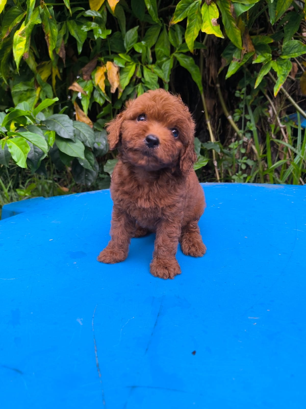 Goldendoodle Ambos Sexos  Foto 7276756-4.jpg