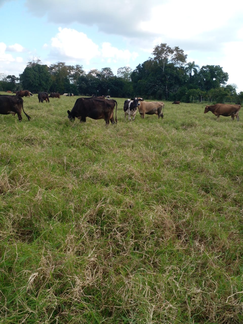 Vendo finca de 1907 tareas ganaderas con 300 cabezas de  ganado inclui Foto 7277031-3.jpg
