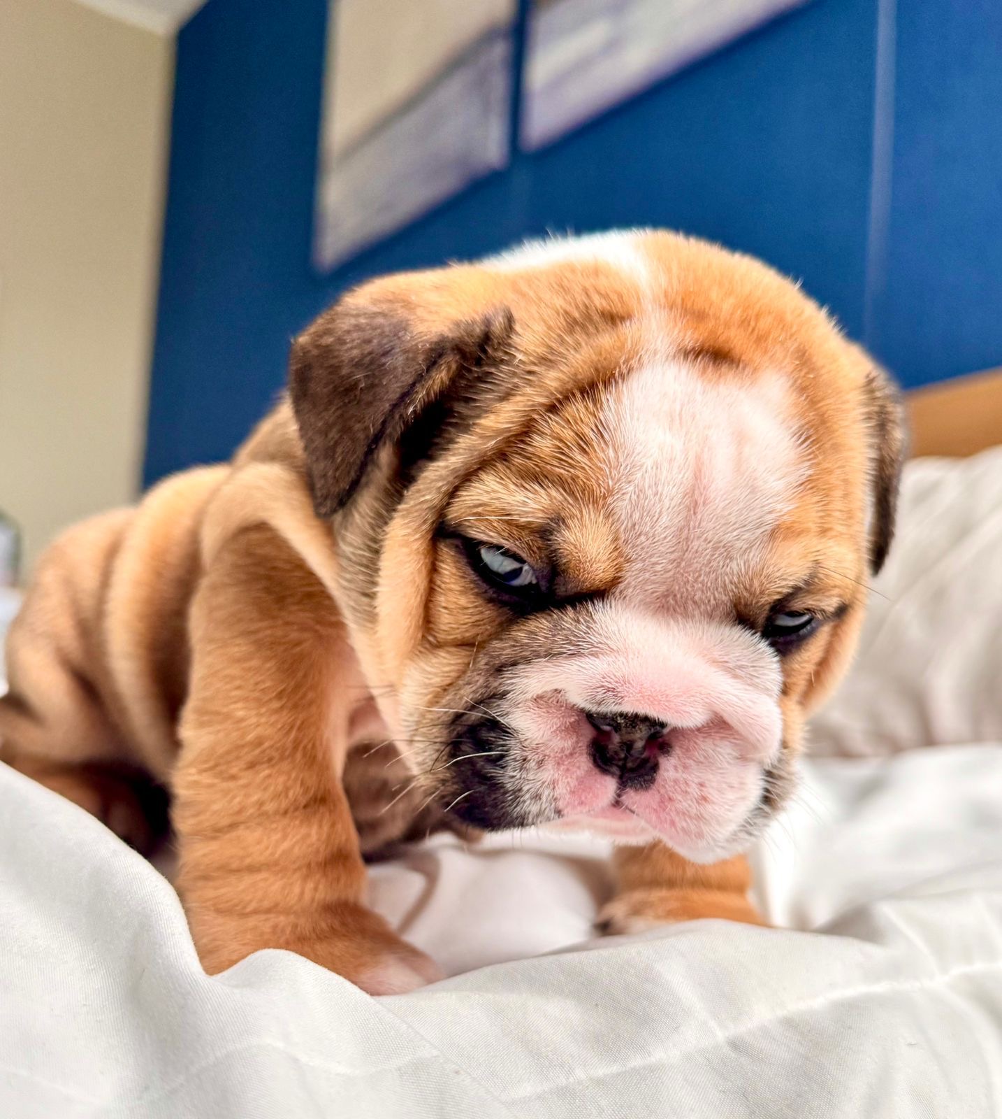 Bulldog Inglés Ambos Sexos  Foto 7277034-6.jpg