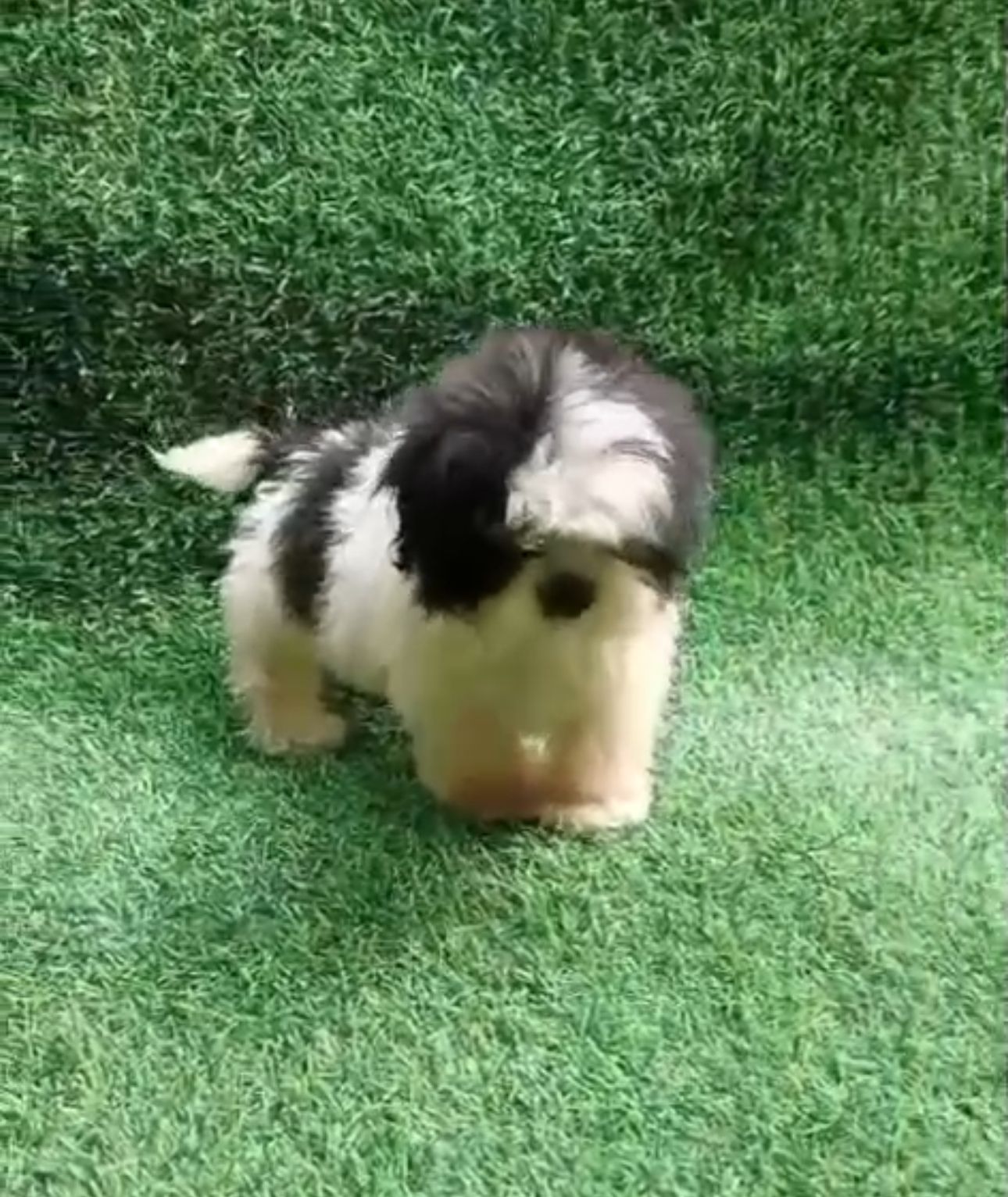 OFERTA CACHORRO SHIH TZU AMBOS SEXO EN SANTO DOMINGO Y VACUNADO Foto 7278148-2.jpg