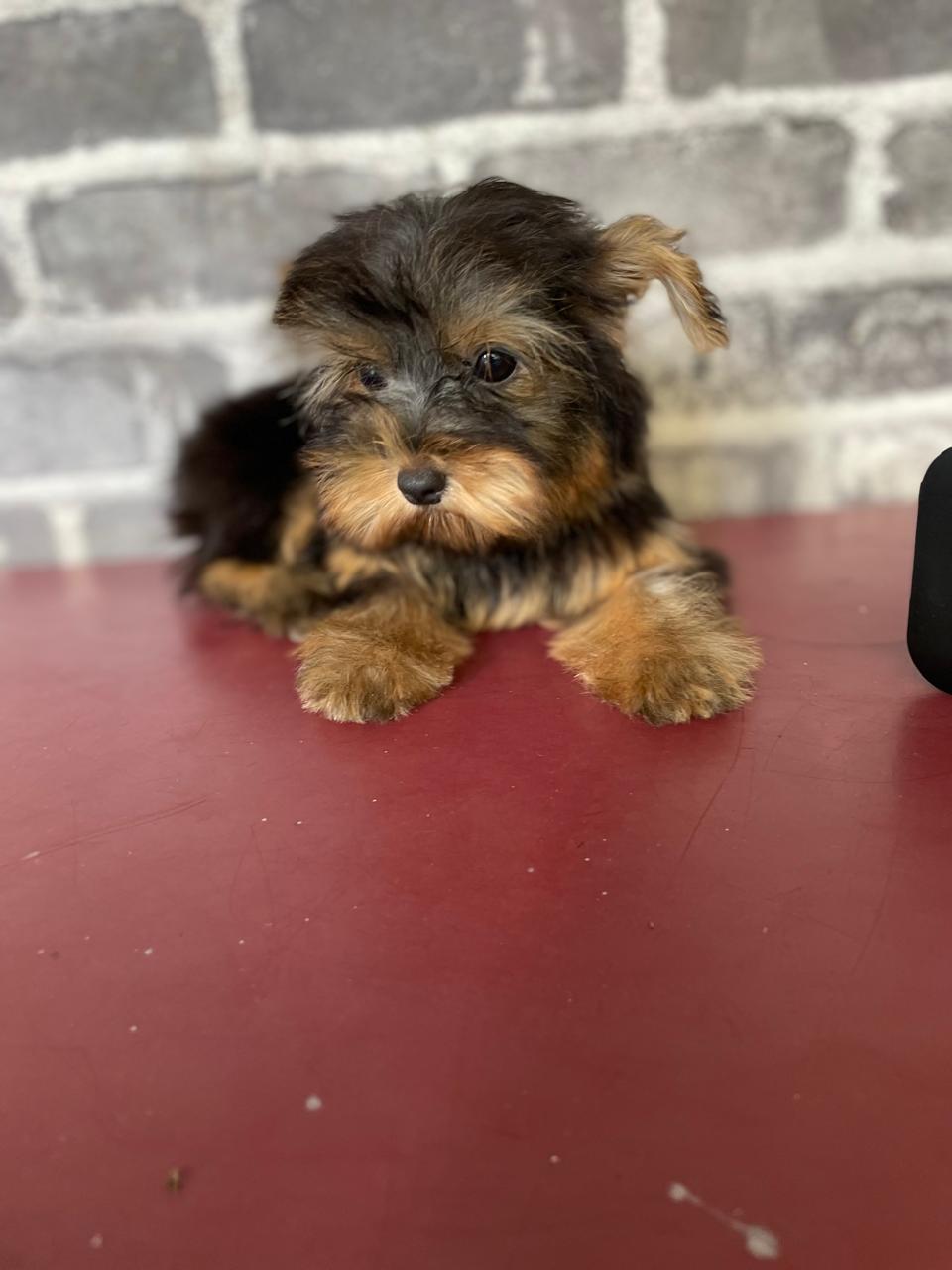 OFERTA CACHORRO YORKIE HEMBRA EN SANTO DOMINGO Y VACUNADA Foto 7278198-2.jpg