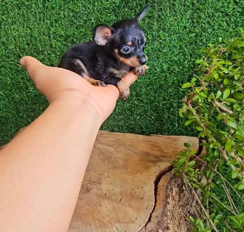 OFERTA CACHORRO CHIHUAHUA MACHO EN SANTO DOMINGO CON SUS VACUNA Foto 7278214-1.jpg