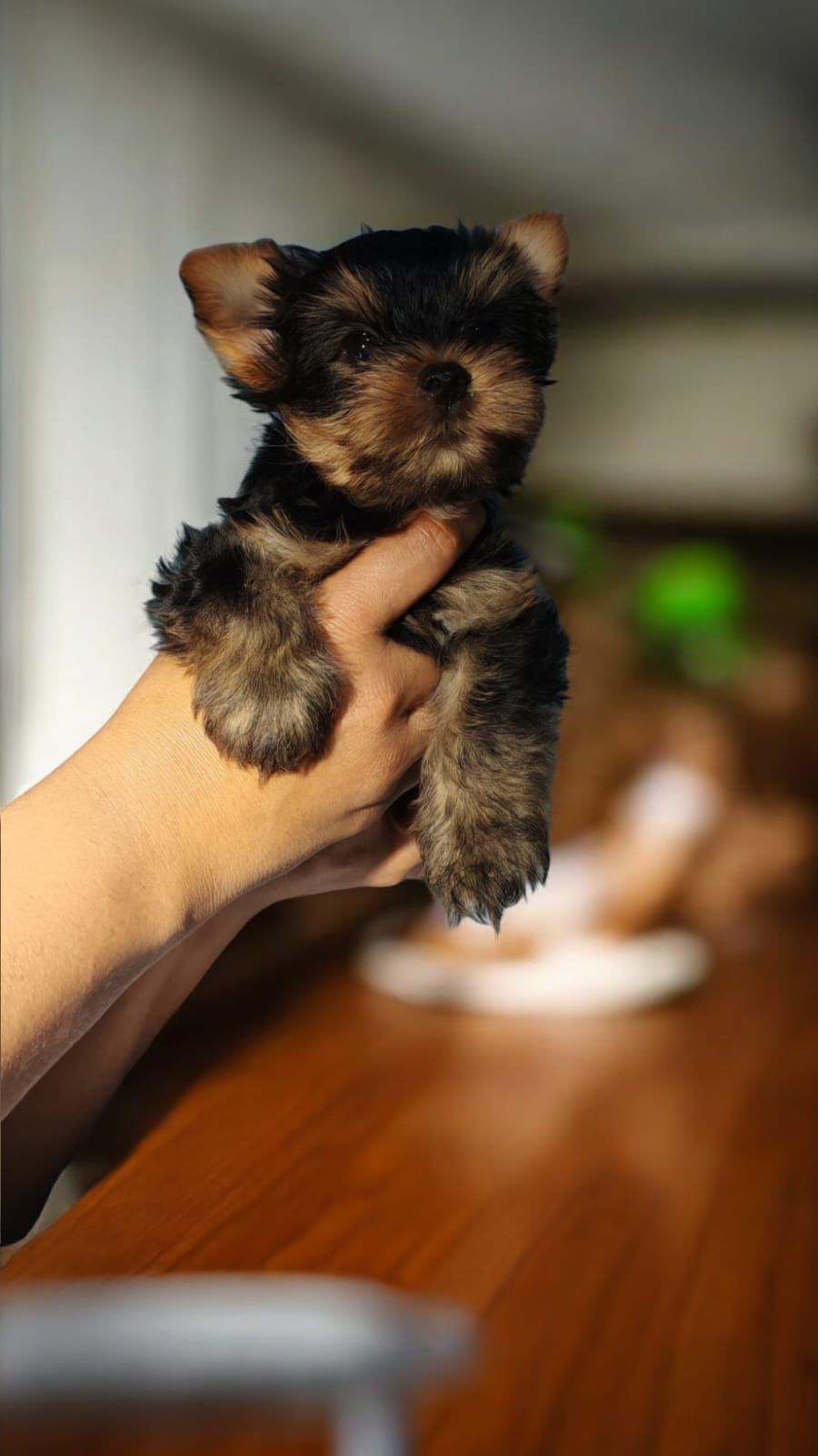 OFERTA CACHORRO YORKI MACHO EN SANTO DOMINGO CON TODO AL DIA Foto 7278216-1.jpg